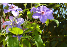 ���� 2015-27 093.JPG