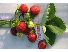 ��������� ����������� 50 ���..jpg