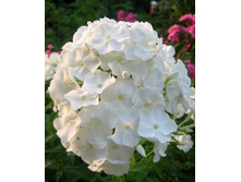 ����� �����.130