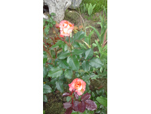 20150614 103252.jpg