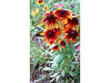 �������� ������� ���.JPG