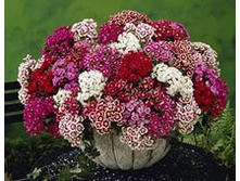 �������� �������� ����� 70