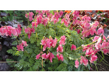 �������� ���� �� �����