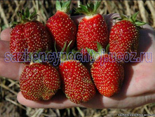 ��������� ������� 50���..jpg