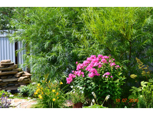 ��� ������� ���� ����