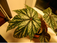 ������� �������