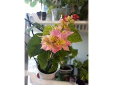 IMG 20150720 194148.jpg