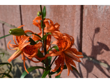 ���� 2015 310.JPG