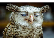 ���� �����.jpg