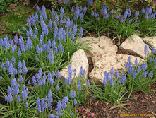 ������� 60