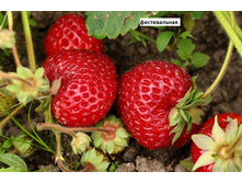 ��������� ������������ 50,00 ���..jpg