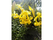 IMG 20150719 144513.jpg