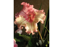 �������������