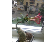 2015-07-01 08.13.06.jpg