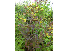 P1040073.JPG ��������� ��������� 30� 2-3 ������