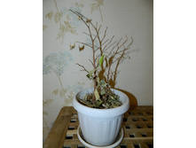 ����� ���������� ���������������� ���������