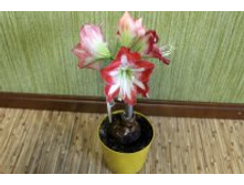 ��� �������(��).JPG