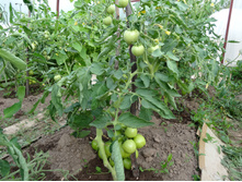 ��� ������