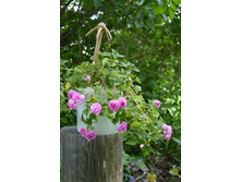 ������ ���������