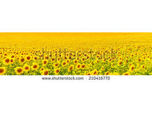 Stock-photo-sunflower-field-210416770.jpg