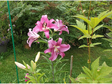 ����� ����� ��� �������.jpg