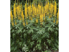 ��������� �������������.120