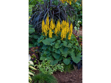 ��������� �������������� �����. 260