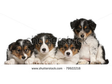 Stock-photo-border-collie-puppies-weeks-old-in-front-of-white-background-79922218.jpg