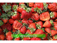 ��������� ��������� 50���..jpg