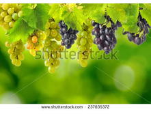 Stock-photo-image-of-grapes-on-blurred-green-background-237835372.jpg