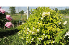 ������ ������������