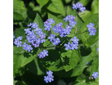 ������� ��������� 70