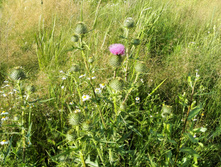 IMG 20150711 183327.jpg