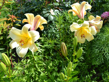 DSC 0739.JPG