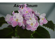 ���� ���� (����)