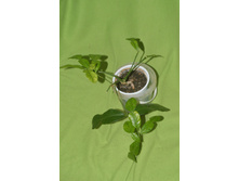 �������� ����