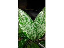 ���� Pubicalyx cv. Silver Pink