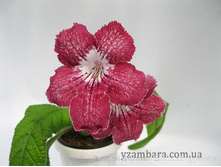 ��-��������