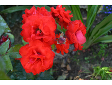 Red River  (Topalovic)