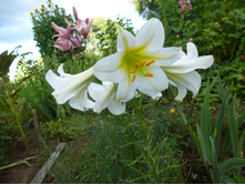 P1040074.JPG ��������� �����.