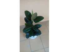 ����� �������