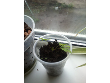 ������ ���������