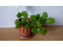 ���������� �����