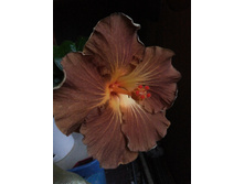 ����� black jack