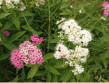 ������ �������.