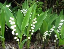 ������ �������.jpg