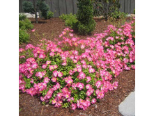 Roza drift pink.jpg