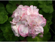 Medowside Fancy.(������)