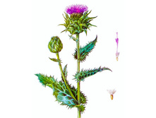 ���������� ������, "������� ��������" 200 ��