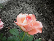 �� ���� ����